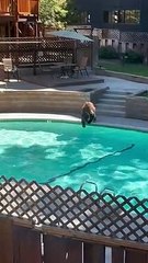 A Bear Takes a Dip in the Pool