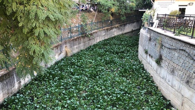 Asi nehri'nde su sümbülü istilası
