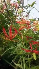 Langli plant: Gloriosa superba plant (highly toxic)