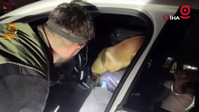 Narkotik köpeği 'Kendal', zehir tacirlerinin korkulu rüyası oldu