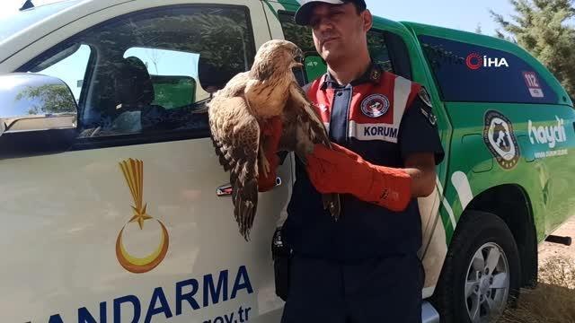 Jandarmanın bulduğu yaralı şahin tedaviye alındı