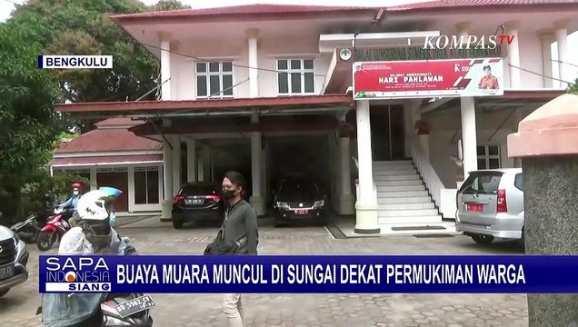 Kemunculan Buaya Muara di Sungai Dekat Permukiman Bikin Warga Bengkulu Heboh!