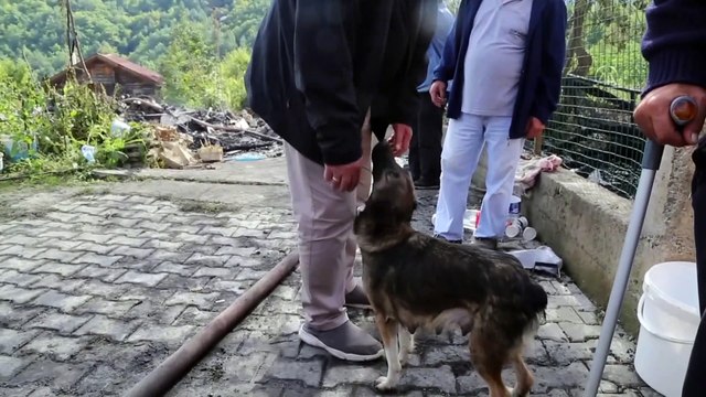 Yangında yavrularını kaybeden köpek enkaz başından ayrılmıyor