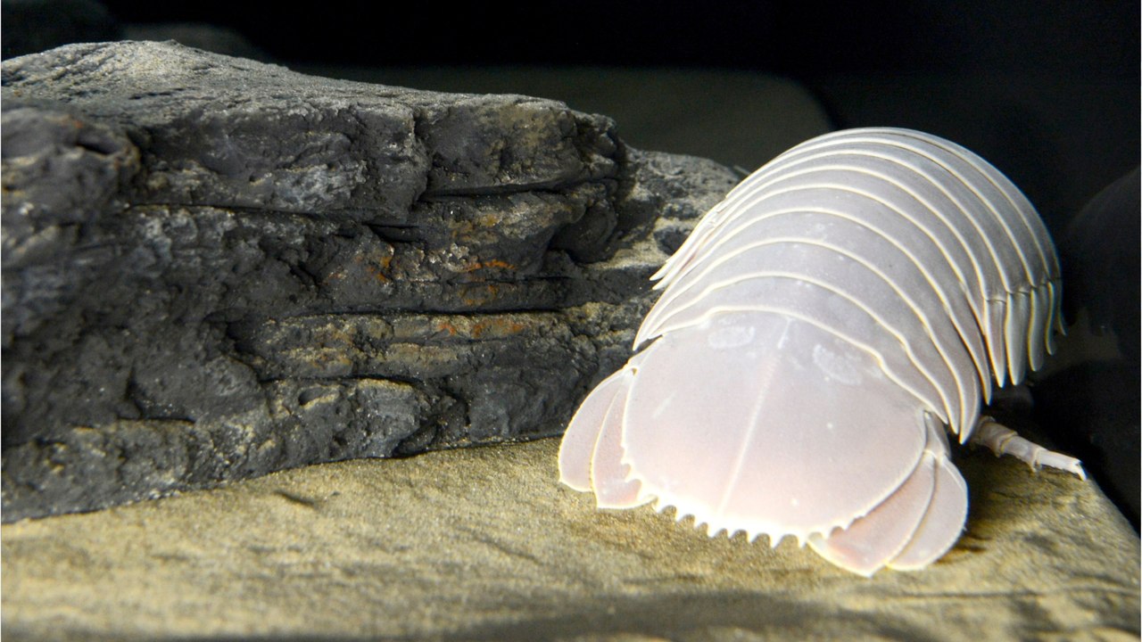 This new sea creature worthy of a horror film would be capable of devouring an alligator