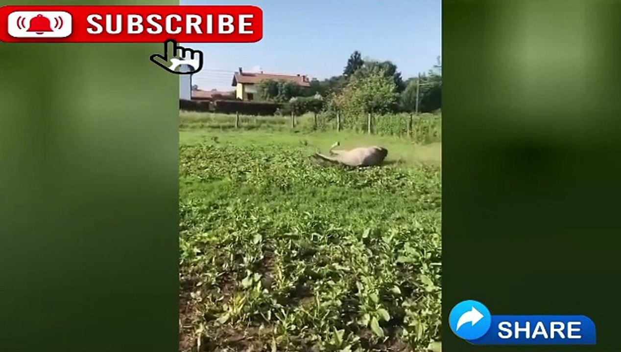 Funny animals vedios horse videos 001 funny animals