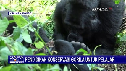 Pendidikan Konservasi Untuk Pelajar di Kongo Demi Melindungi Gorila Gunung yang Terancam Punah