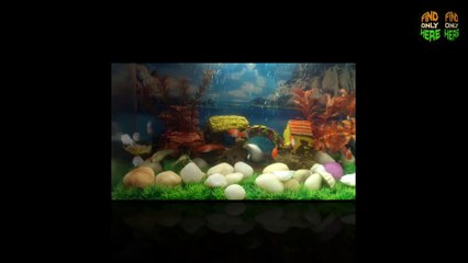 BEAUTIFUL FISH TANK 2 - ORNAMENTAL FISH