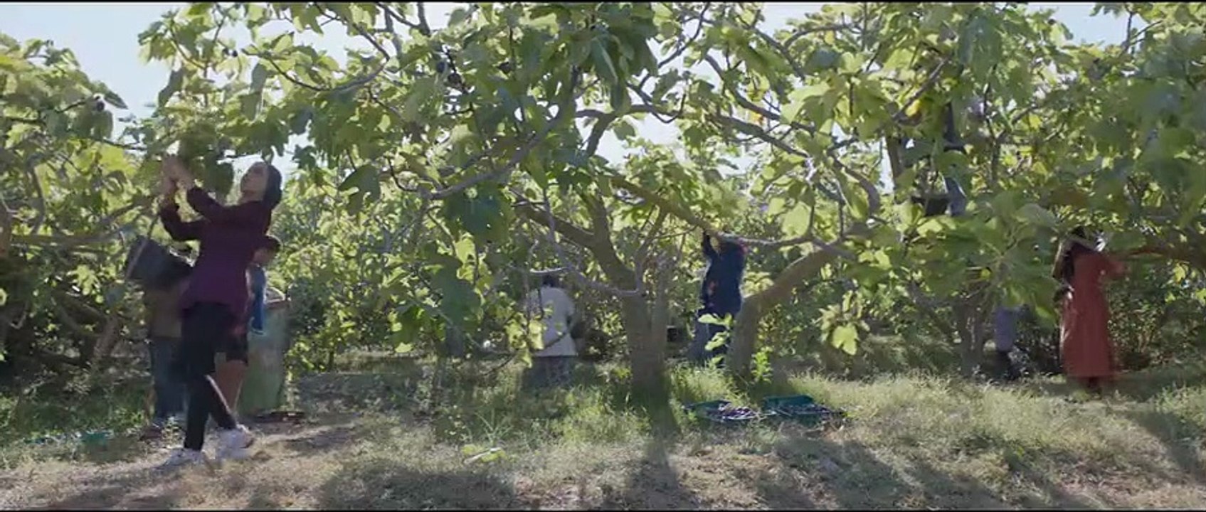 Under the Fig Trees -  Sous les figues - Trailer