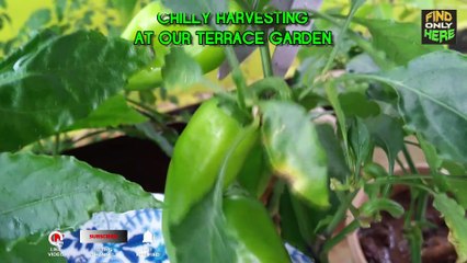 CHILLY HARVESTING AT OUR TERRACE GARDEN