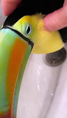 Toucan Purrs When Petted