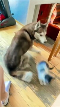 Best Funny Crazy Cats Viral Clips__ #funny Cute Cats #shorts Video__ #trending #animals #reels - Copy - Copy - Copy (3)