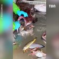 Vous allez halluciner en voyant le nombre de poissons qu'il peut contenir dans sa bouche