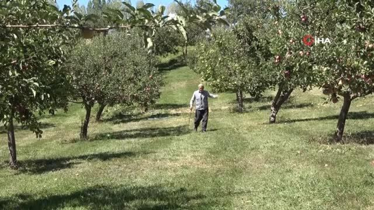 Çorak araziyi bahçeye dönüştürdü, aynı ağaçta iki tür meyve yetişti