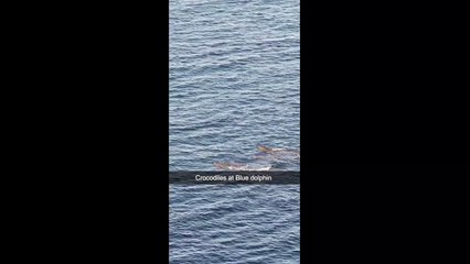 'Crocodiles' in the North Sea