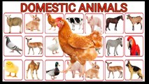 DOMESTIC ANIMALS NAME  Learn Domestic Animals Sounds and Names  Easy English Learning Process