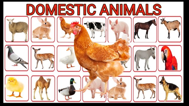 DOMESTIC ANIMALS NAME Learn Domestic Animals Sounds and Names Easy English Learning Process