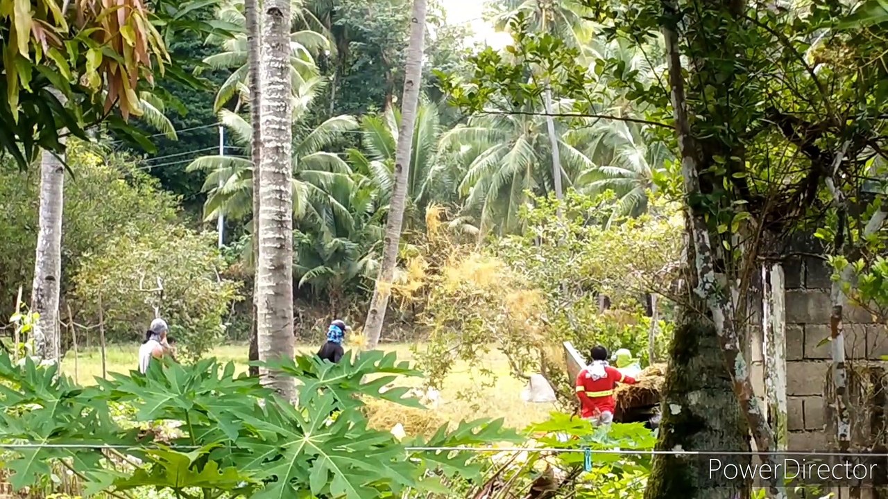 Rice harvest season in the countryside