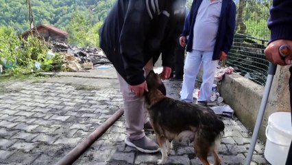 Yangında yavrularını kaybeden Kontes, enkazdan ayrılmıyor