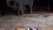Korkunca annesine sığınan yavru filin görüntüleri yürekleri ısıttı