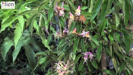 Pépinières LAFORET : Lonicera x Marinella® lauréat 2022 du concours Innovert