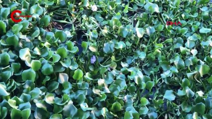 Asi Nehri'nde su sümbülü istilası