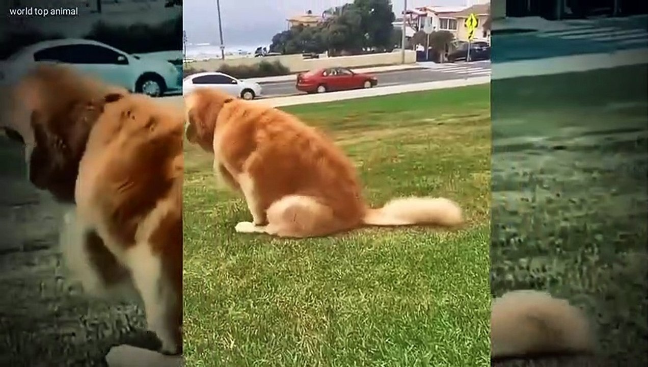 Top Dog's funny video #short