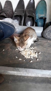 Cute Cats Eat Rice , Rice Safe For Cats , cat eating boiled rice