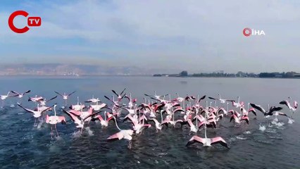 Yerli Flamingolarının Sayısı Her Geçen Gün Artıyor