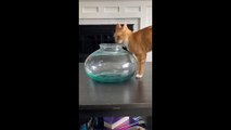 Funny animals videos Latest 2022