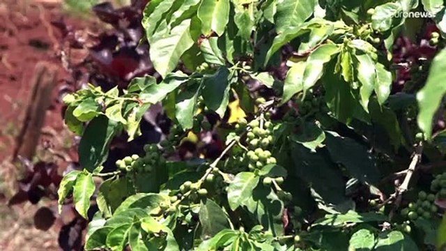 Bere caffè fa bene al cuore. Riduce il rischio di sviluppare malattie cardiovascolari.