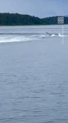 Family Gets Up-Close View of Humpback Whales off Alaska's Coast