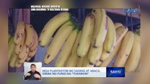 Mga plantasyon ng saging at abaca, sinira ng fungi na 