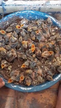 pince bird and pince bird baby। ❤️