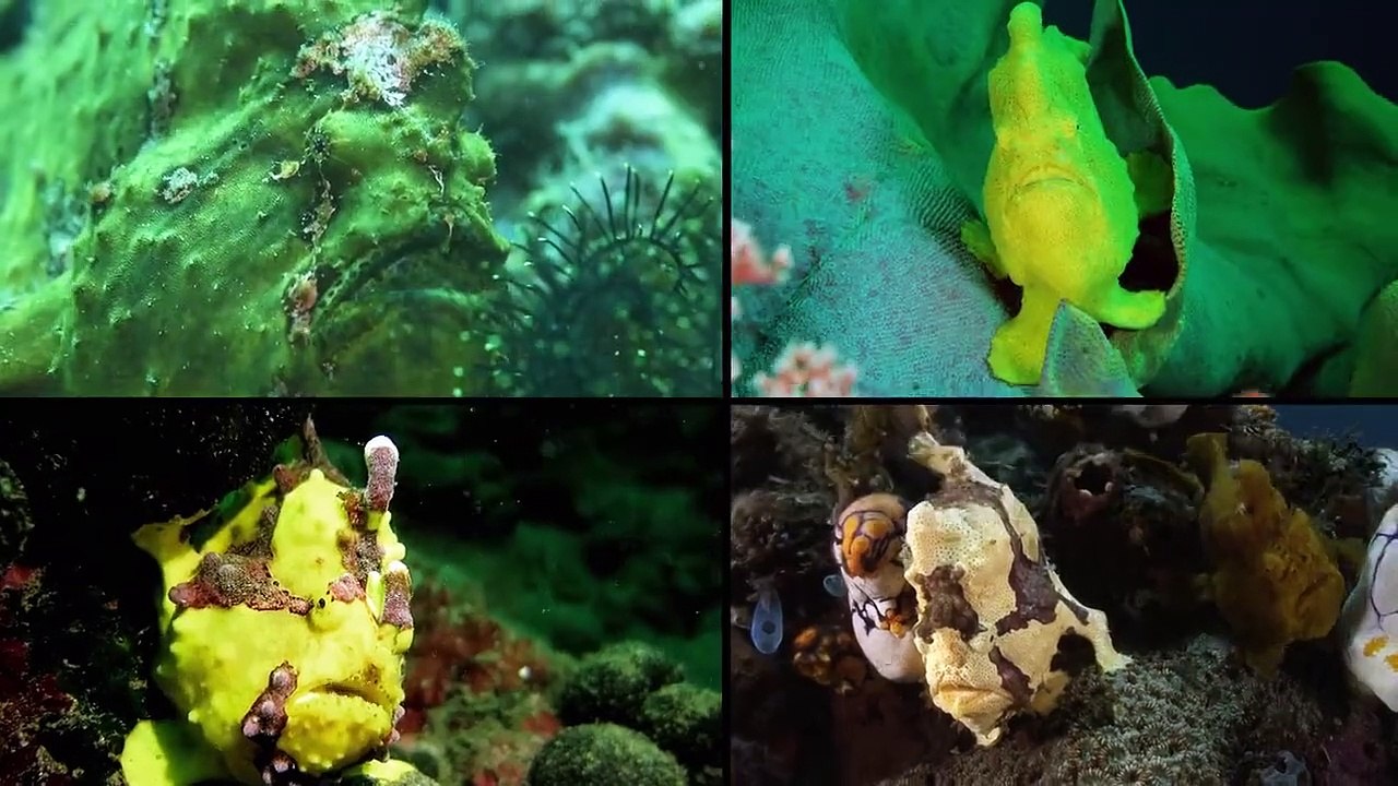 Verrückter Planet Staffel 1 Folge 11 HD Deutsch