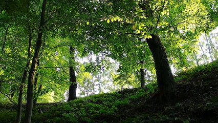 Forest sounds to kill stress, Relief Anxiety, Healing Sleep Music