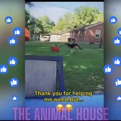 Funniest Animals Video - Funny Dogs And Cats - Try Not To Laugh Animals 2022