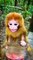 Cute Monkey Animal Shorts Videos 2022 _ So Pretty Little Monkeys Video _ Cute Animals Yt #shorts