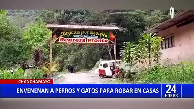 Junín: perros y gatos fueron asesinados por delincuentes que entraron a robar a casas