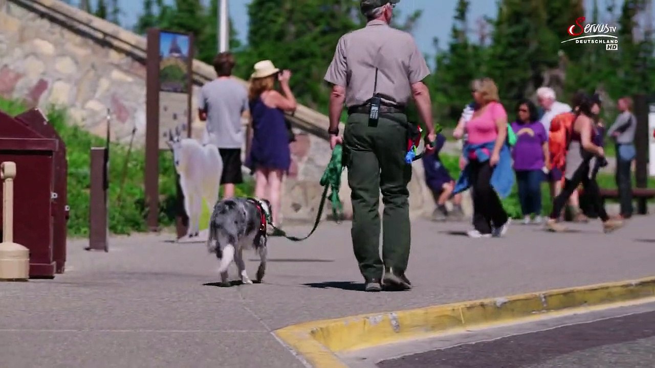 Hunde auf Mission Staffel 1 Folge 4 HD Deutsch