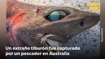 Captura extraño tiburón en Australia