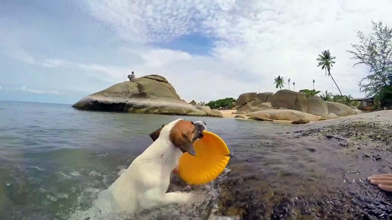 Dog play Water