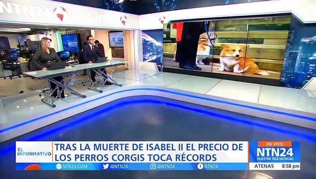 Perros corgis alcanzan precios récord en el Reino Unido tras la muerte la reina Isabel II