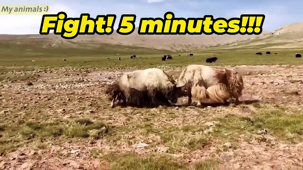 Yaks Crazy Fighting Videos ! 5 minutes full video!⚡️