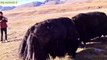 Yaks Crazy Fighting   animals fight   Tibetan Yak #yaks