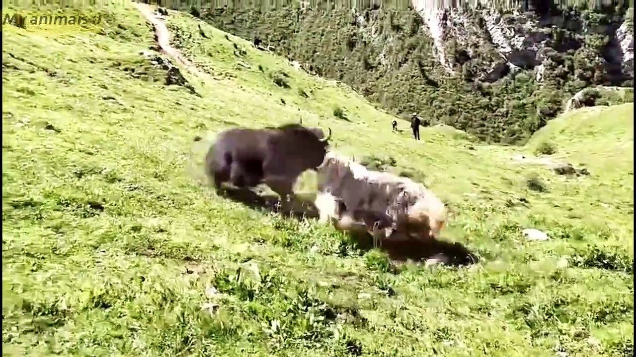 Yaks fighting for winner   animals fighting 2022 #yaks