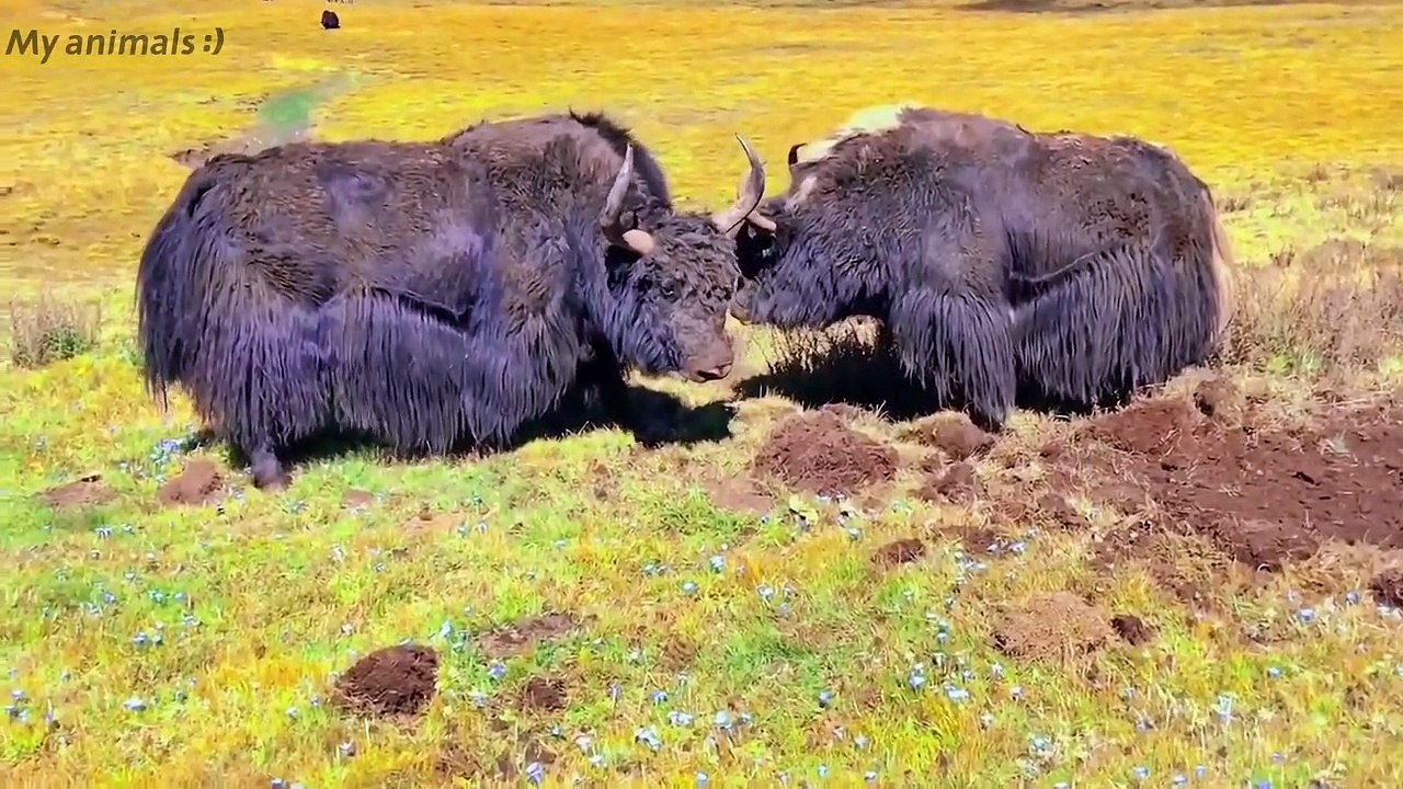 Yaks Crazy Fighting 8 minutes   animals fight   Tibetan Yak #yaks