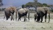 Elephants family travelling over African plains