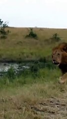 Two Lions Fight to see Who is King!