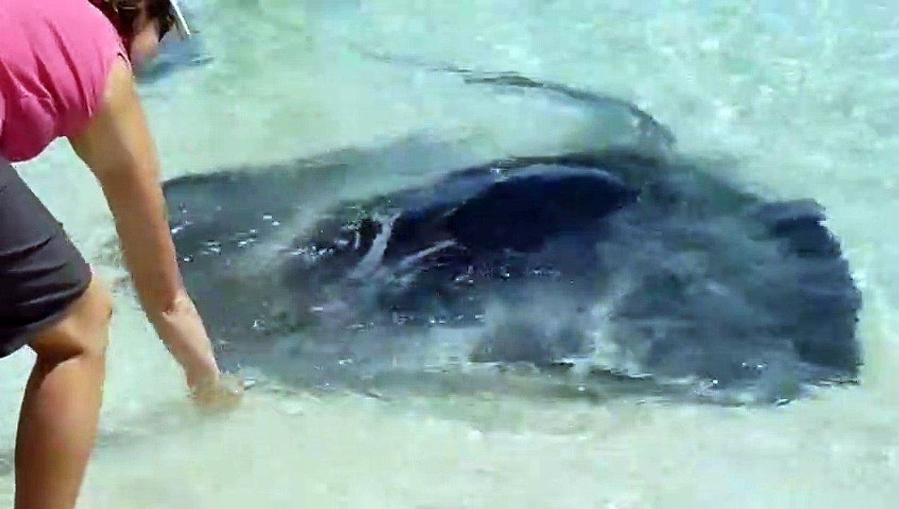 Stingray at the beach