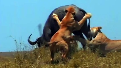 Amazing... Buffalo Herd Joins Forces To Attack Lion To Save Their  Calf - Buffalo Vs Lion, Elephant